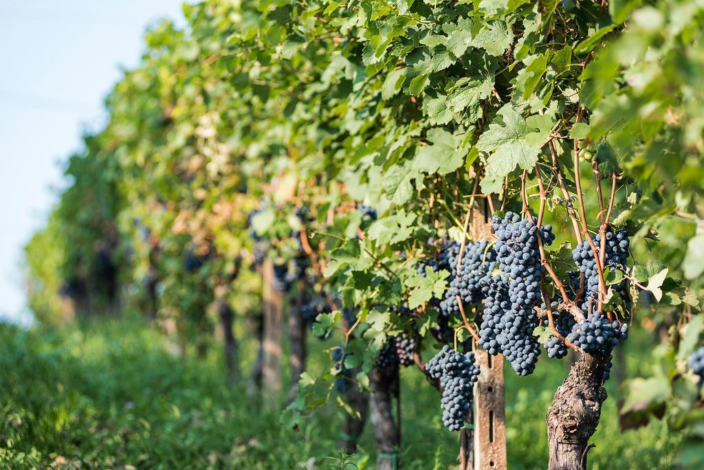نيتسا مونفيراتو Agriturismo Albarossa المظهر الخارجي الصورة