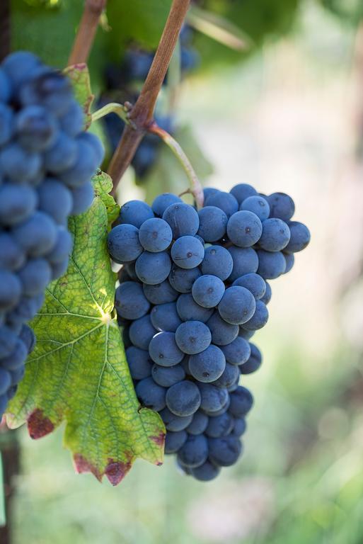 نيتسا مونفيراتو Agriturismo Albarossa المظهر الخارجي الصورة