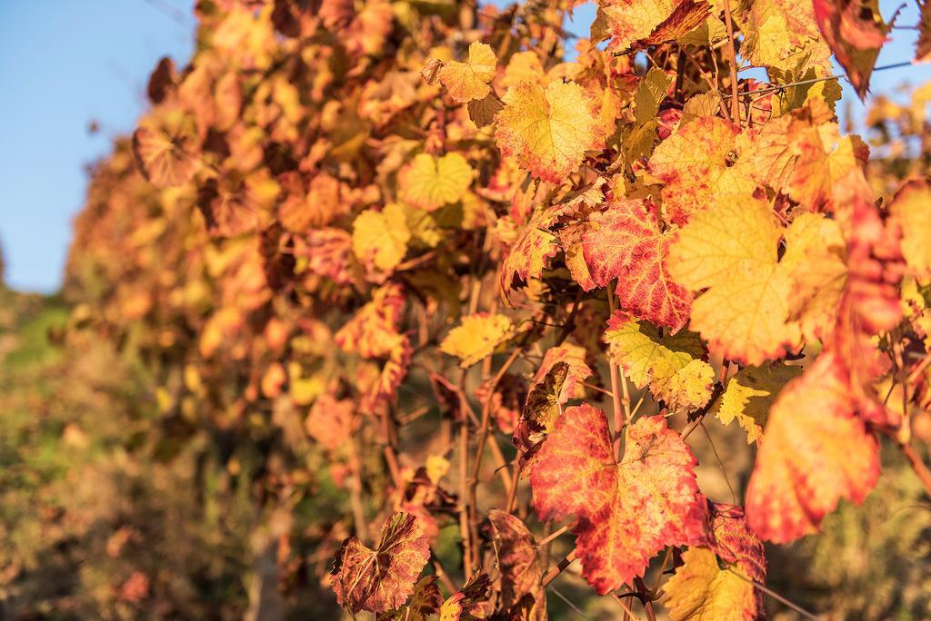 نيتسا مونفيراتو Agriturismo Albarossa المظهر الخارجي الصورة